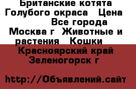 Британские котята Голубого окраса › Цена ­ 8 000 - Все города, Москва г. Животные и растения » Кошки   . Красноярский край,Зеленогорск г.